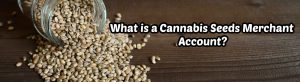 image of what is cannabis seeds merchant account