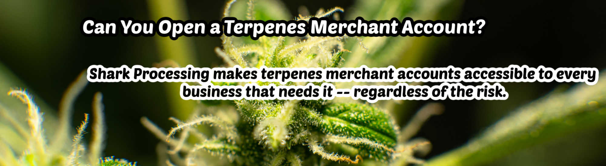 image of can you open a terpens merchant account