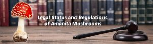 image of legal status and regulations for amanita mushrooms